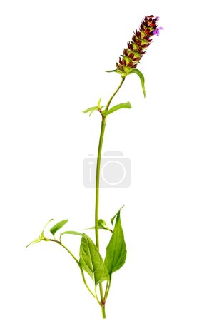 Common brownwort, prunella vulgaris, medicinal and edible plant isolated on white