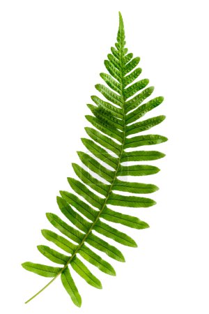 Polypody fern leaf, polypodium vulgare stimulates bile secretion and is a mild laxative isolated on white