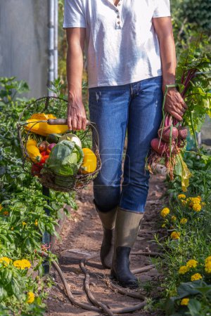 Téléchargez les photos : Gros plan vertical d'un panier de légumes biologiques marchant dans la serre. - en image libre de droit