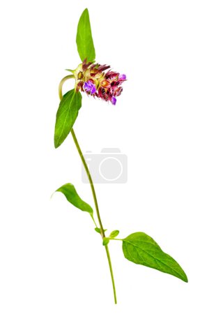 Common brownwort, prunella vulgaris, medicinal and edible plant isolated on white background