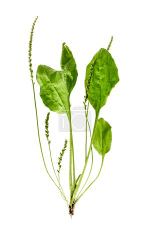Plantago lanceolata, el plátano lanceolado es una planta herbácea perenne de la familia Plantaginaceae aislada sobre fondo blanco