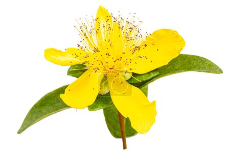 Perforated St. John's Wort, Common St. John's Wort or St. John's Wort is a medicinal plant with anti-depressant effects.