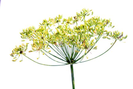 Dill seeds on white background for cooking and herbal medicine isolated on white background