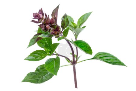 Foto de La albahaca es una especie de planta herbácea terofítica de la familia Lamiaceae, cultivada como planta aromática aislada sobre fondo blanco. - Imagen libre de derechos