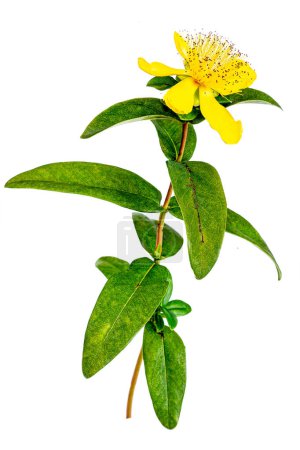 Hierba de San Juan Perforada, Hierba Común de San Juan o Hierba de San Juan es una planta medicinal con efectos antidepresivos aislados sobre fondo blanco