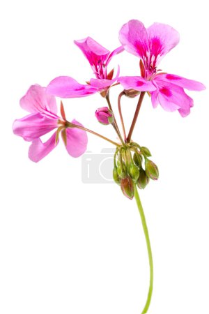Photo for Pink flowers of pink geranium isolated on white background - Royalty Free Image