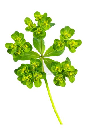 Photo for Euphorbia cyparissias or cypress spurge, toxic wild plant isolated on white background - Royalty Free Image