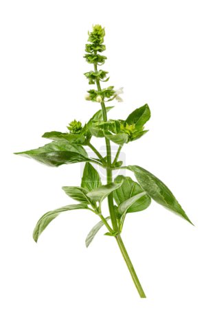 Téléchargez les photos : Ocimum basilicum ou basilic, une herbe culinaire de la famille des Lamiaceae isolée sur fond blanc - en image libre de droit