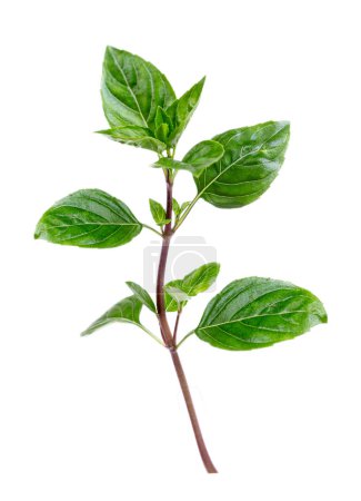 Basilikum ist eine Art therophytischer krautiger Pflanzen aus der Familie der Lamiaceae, die als aromatische Pflanze auf weißem Hintergrund isoliert kultiviert wird.