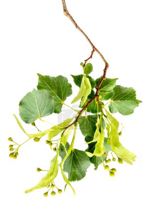 Linden flowers and leaves, flowers have many medicinal properties isolated on white background