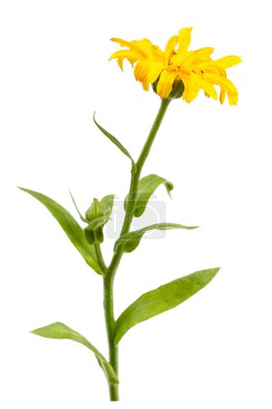Foto de Caléndula officinalis o caléndula de jardín aislada sobre fondo blanco - Imagen libre de derechos