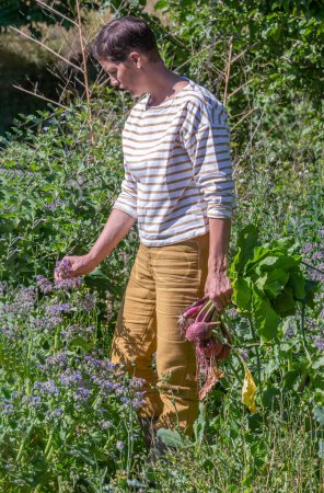 Téléchargez les photos : Jeune femme cueillant des fleurs de bourrache pour les accompagner de légumes du jardin. - en image libre de droit