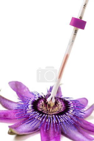 Photo for IUD penetrating a Passionflower flower symbolizing the uterus. - Royalty Free Image