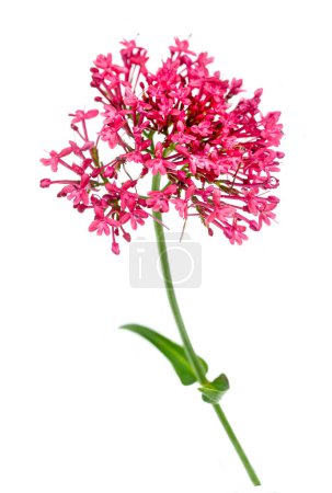 Valerian officinalis, medicinal plant to combat insomnia and stress isolated on white background