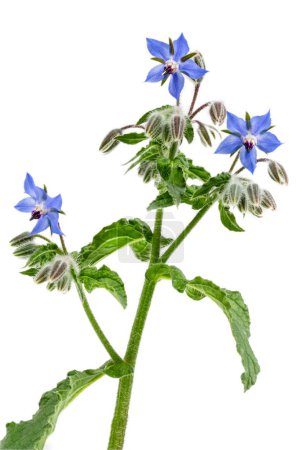 Foto de Primer plano de las flores y brotes azules de una planta de borraja, borago officinalis aislado sobre fondo blanco - Imagen libre de derechos