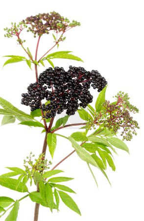 Sambucus ebulus, elderberry with erect and toxic fruits, the rest of the plant contains medicinal uses isolated on white background