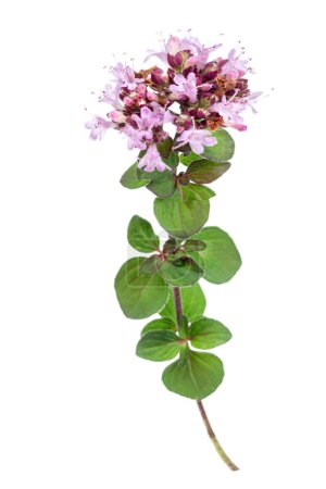 Photo for Leaves and flowers of common oregano or perennial marjoram isolated on white background - Royalty Free Image