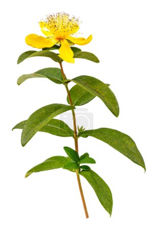 Photo for Perforated St. John's Wort, Common St. John's Wort or St. John's Wort is a medicinal plant with anti-depressant effects isolated on white background - Royalty Free Image