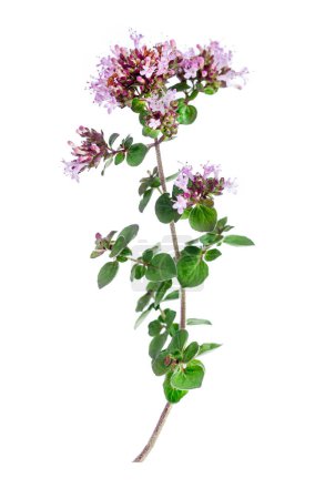 Blätter und Blüten von gemeinem Oregano oder mehrjährigem Majoran isoliert auf weißem Hintergrund