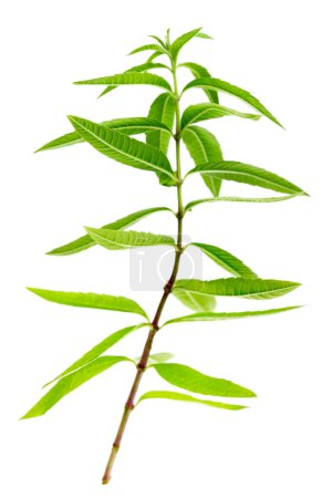 Photo for Close-up of lemon verbena, aromatic plant. isolated on white background - Royalty Free Image