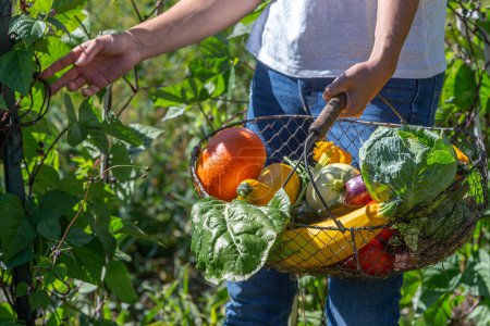 Téléchargez les photos : Cueillette de haricots verts avec le panier rempli de légumes du jardin. - en image libre de droit