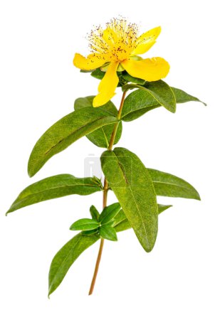 Perforated St. John's Wort, Common St. John's Wort or St. John's Wort is a medicinal plant with anti-depressant effects isolated on white background