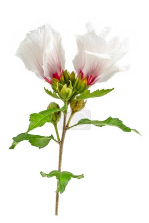 Flowers and buds of hibiscus syriacus or althea isolated on white background