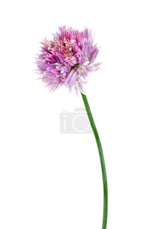 Chives or allium schoenoprasum aromatic herb isolated on white background