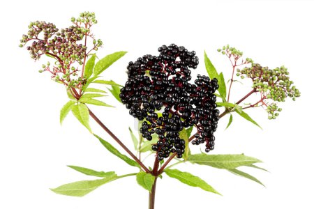 Photo for Sambucus ebulus, elderberry with erect and toxic fruits, the rest of the plant contains medicinal uses isolated on white background - Royalty Free Image