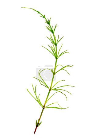 Der Ackerschachtelhalm, Equisetum arvense, ist ein krautiger mehrjähriger Farn aus der Familie der Equisetaceae, einer Pflanzengruppe, die sich vor mehreren hundert Millionen Jahren ausgebreitet hat. Es gehört zur Gruppe der Pteridophyten, die auf weißem Hintergrund isoliert sind