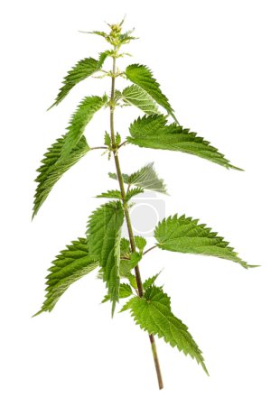 Urtica dioica or common nettle of the Urticaceae family isolated on white background