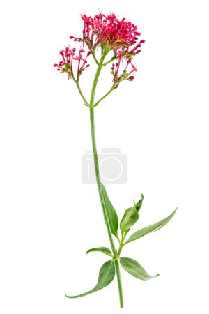 Baldrian officinalis, Heilpflanze gegen Schlaflosigkeit und Stress isoliert auf weißem Hintergrund