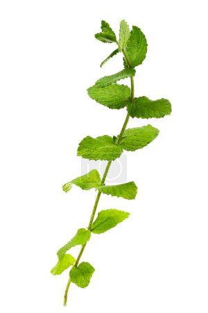 Téléchargez les photos : Mentha arvensis, menthe sauvage fraîche, plantes médicinales et alimentaires aromatiques isolées sur fond blanc - en image libre de droit