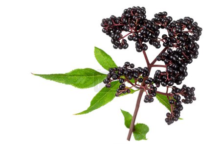Sambucus ebulus, elderberry with erect and toxic fruits, the rest of the plant contains medicinal usess isolated on white background