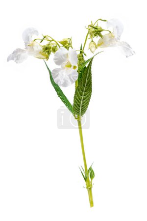Himalayan balsam, impatiens glandulifera, is a species of flowering plant in the Balsaminaceae family isolated on white background