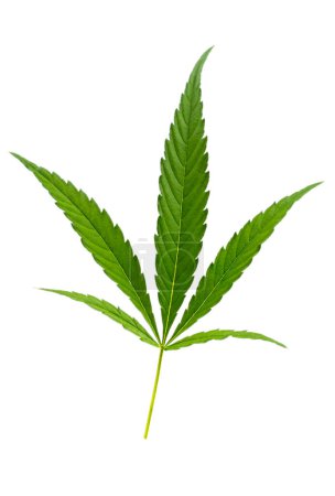 Cannabis geht. CBD-Extrakt aus Hanfblatt isoliert auf weißem Hintergrund