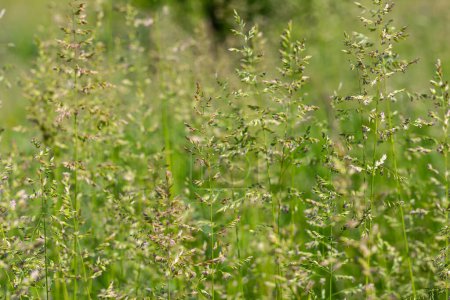 Téléchargez les photos : Prairie herbe prairie avec les sommets de panicules stèle - en image libre de droit