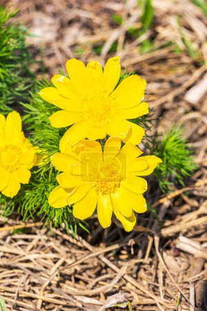 Adonis vernalis - Frühlingsfasane, gelbes Fasanenauge, Frühblüher verschwinden im Frühling im Gras in freier Wildbahn, das Rotbuch der Ukraine