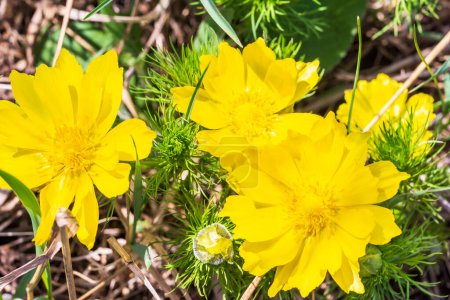Adonis vernalis - Frühlingsfasane, gelbes Fasanenauge, Frühblüher verschwinden im Frühling im Gras in freier Wildbahn, das Rotbuch der Ukraine