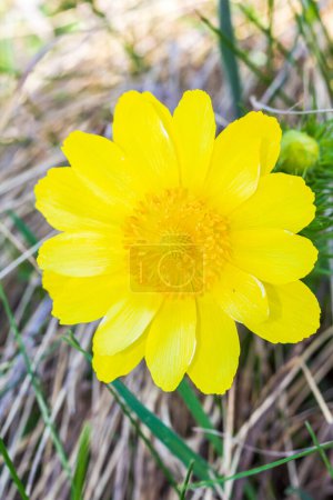 Blüte der Falschen Helleblume, Adonis vernalis Heilkraut - selektiver Fokus.