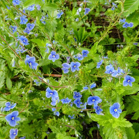 Flor azul Persa speedwell o Veronica persica