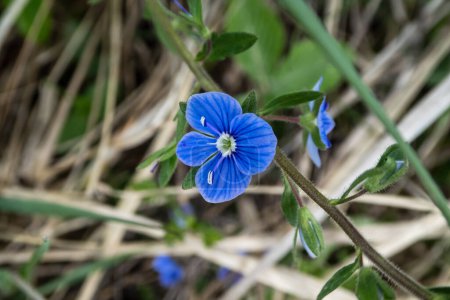 Photo for Wild beautiful blue persian speedwell - Royalty Free Image