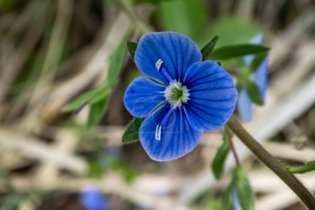 Blue flower Persian speedwell or Veronica persica on stem macro, selective focus,