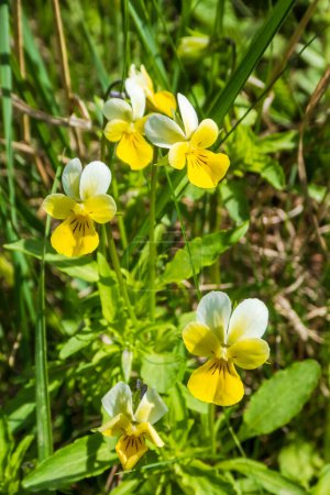 Viola arvensis is a species of violet known by the common name field pansy