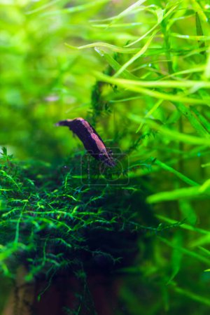 Photo for Black neocaridina shrimp sitting on moss - Royalty Free Image