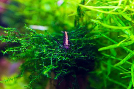 Black neocaridina shrimp standing on moss in an aquarium