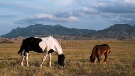 Photo for Wild horse with foals graze in the field. Cloudy sky and mountains on background. Beautiful animals. - Royalty Free Image