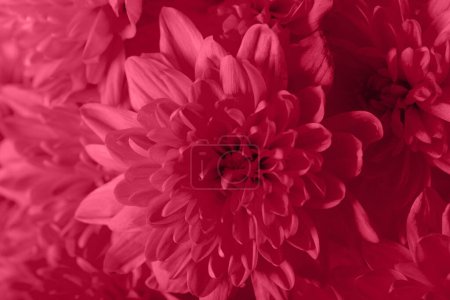 Photo for Floral background or greeting card with viva magenta chrysanthemum flowers. Trendy color 2023 year. - Royalty Free Image