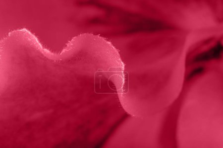 Macro detail of petal paphiopedilum orchid flower. Floral wave background in trendy color 2023 Viva Magenta with copy space.