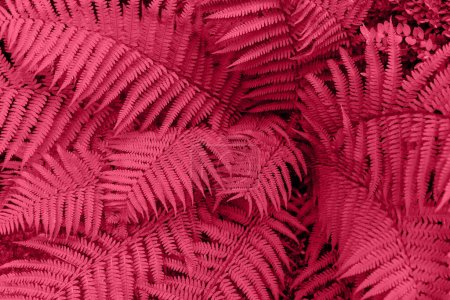 Téléchargez les photos : Fougère tropicale laisse la texture comme fond dans la couleur tendance 2023 Viva Magenta avec espace de copie - en image libre de droit